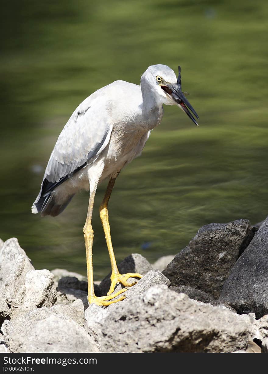 Heron just caught fish