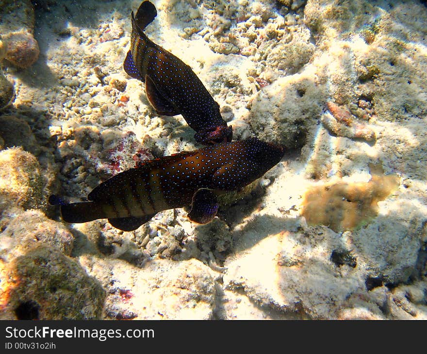 Two Peacock Hind fighting in the coral reef of Maldives!
italian name: Cernia Pavone
scientific name: Cephalopholis Argo
english name: Peacock Hind