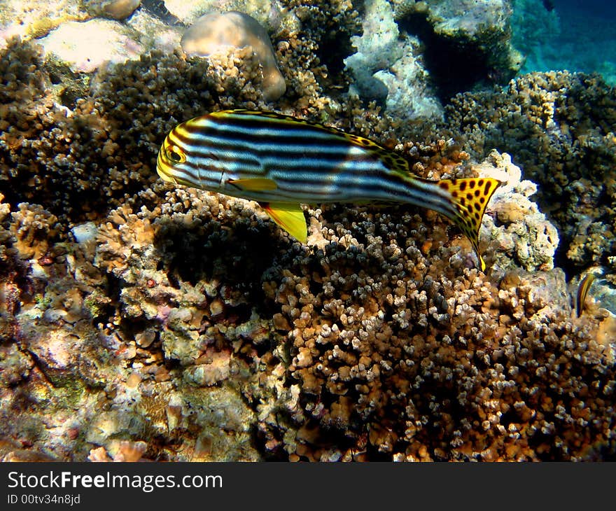 A nice and coloured Oriental maldivian Sweetlips. italian name: Grugnitore Orientale scientific name: Plectorinchus Orientalis english name: Oriental Sweetlips