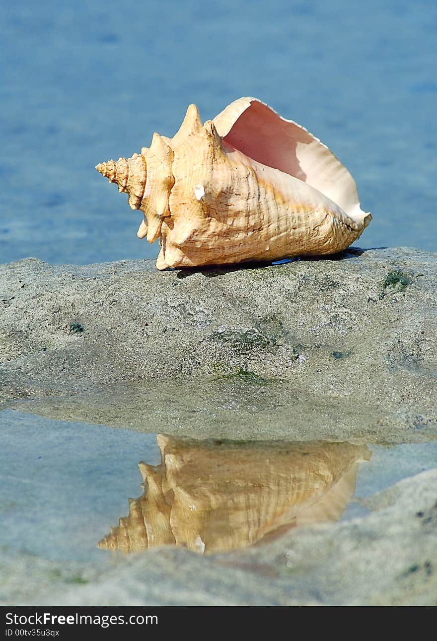 Yellow cockle-shell on the beach