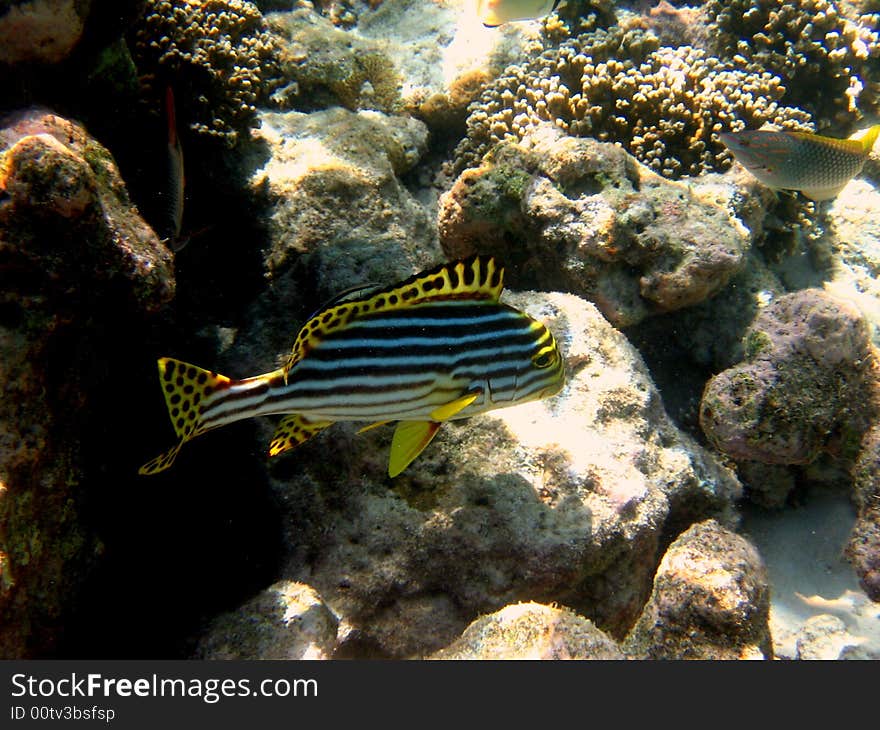 A nice and yellow coloured Oriental maldivian Sweetlips swimming in the coral reef of Maldives.
italian name: Grugnitore Orientale
scientific name: Plectorinchus Orientalis
english name: Oriental Sweetlips. A nice and yellow coloured Oriental maldivian Sweetlips swimming in the coral reef of Maldives.
italian name: Grugnitore Orientale
scientific name: Plectorinchus Orientalis
english name: Oriental Sweetlips