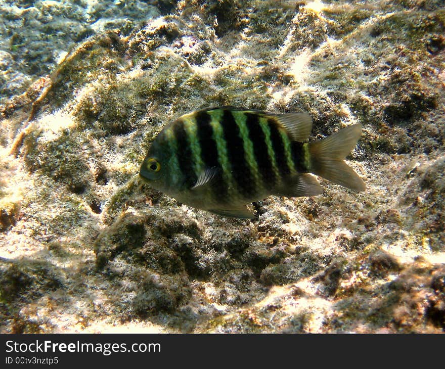 A maldivian Banded Sergeant, very similar to Indo-Pacific Sergeant italian name: Pesce Sergente Lineato scientific name: Abudefduf Septemfasciatus english name: Banded Sergeant