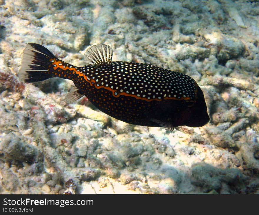 A Spotted Boxfish: this is a timid fish, not so common to see, and not dangerous!
italian name: Pesce scatola
scientific name: Ostracion Meleagris
english name: Spotted Boxfish