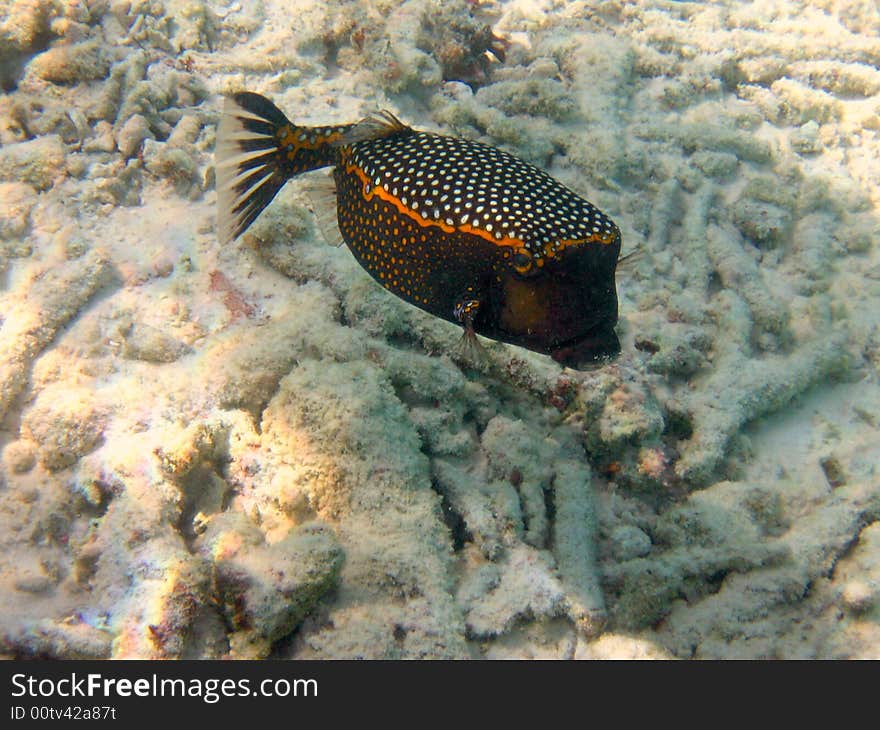 A timid spotted boxfish in maldivian sea, with coral reef as background
italian name: Pesce scatola
scientific name: Ostracion Meleagris
english name: Spotted Boxfish. A timid spotted boxfish in maldivian sea, with coral reef as background
italian name: Pesce scatola
scientific name: Ostracion Meleagris
english name: Spotted Boxfish