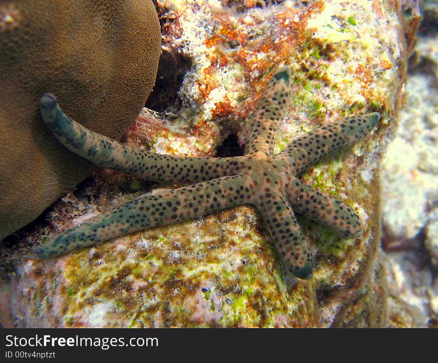 Here is a linckia multifora, a common sea star in maldivian reef
italian name: Stella Marina multifori
scientific name: linckia multifora
english name: spotted linckia