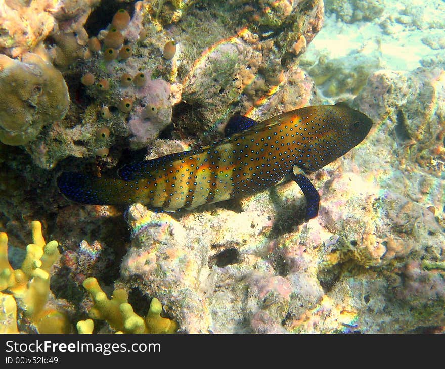 Here is a fish really timid: the Peacock Hind!
italian name: Cernia Pavone
scientific name: Cephalopholis Argo
english name: Peacock Hind