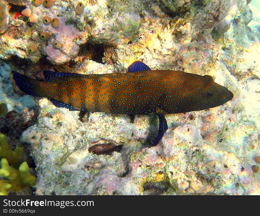 The Peacock Hind is a fish that can change the colour of its skin!
italian name: Cernia Pavone
scientific name: Cephalopholis Argo
english name: Peacock Hind. The Peacock Hind is a fish that can change the colour of its skin!
italian name: Cernia Pavone
scientific name: Cephalopholis Argo
english name: Peacock Hind