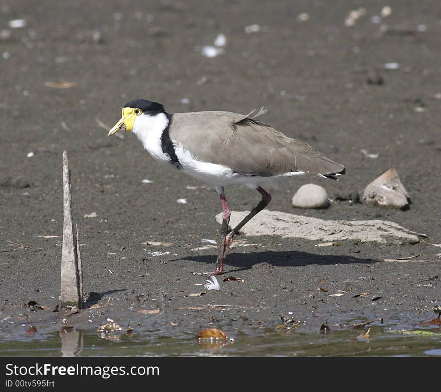 Masked lapwing