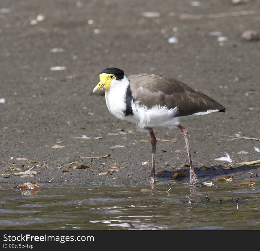 Masked Lapwing