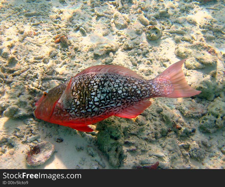 Here is a big Ember Parrotfish I saw while doing snorkeling in indian ocean (Maldives)
italian name: Pesce pappagallo brace
scientific name: Scarus Rubroviolaceus
english name: Ember Parrotfish