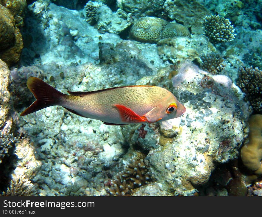 Humpback Red Snapper near the coral reef in Maldives. italian name: Pesce Azzannatore Gibboso scientific name: Lutjanus Gibbus english name: Humpback Red Snapper