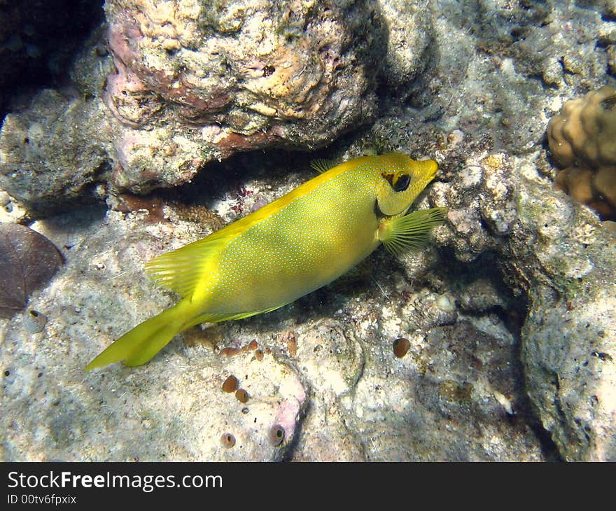 Here is a Blue-Spotted Spinefoot swimming in indian ocean coral reef italian name: Pesce Coniglio Corallino scientific name: Siganus Corallinus english name: Blue-Spotted Spinefoot. Here is a Blue-Spotted Spinefoot swimming in indian ocean coral reef italian name: Pesce Coniglio Corallino scientific name: Siganus Corallinus english name: Blue-Spotted Spinefoot