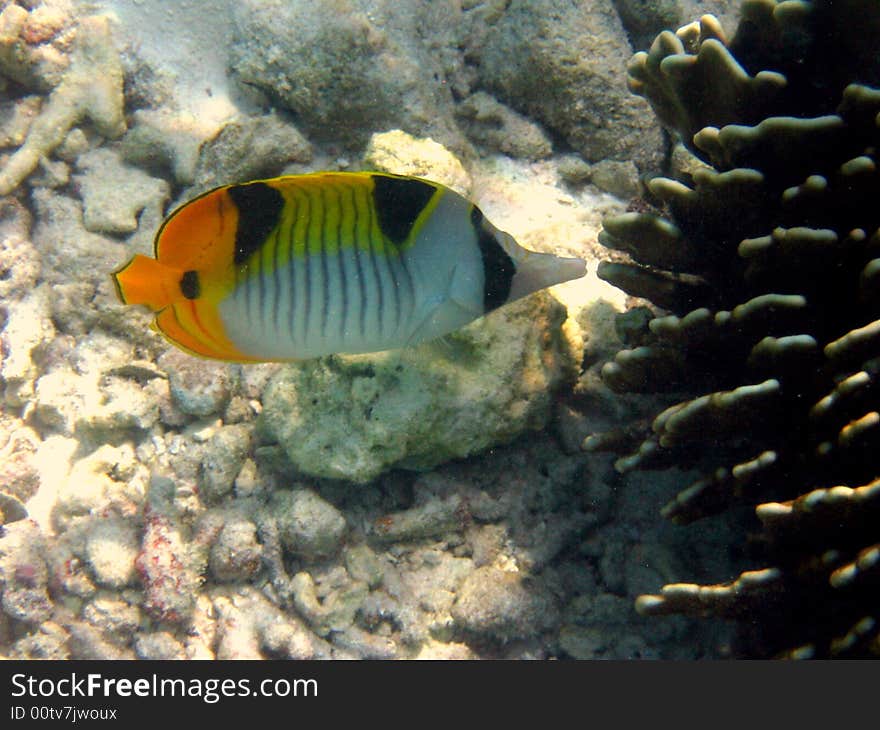 Fish : Indian Double-Saddle Butterfly