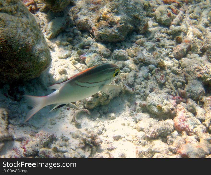 Fish : Two-Lined Monocle Bream