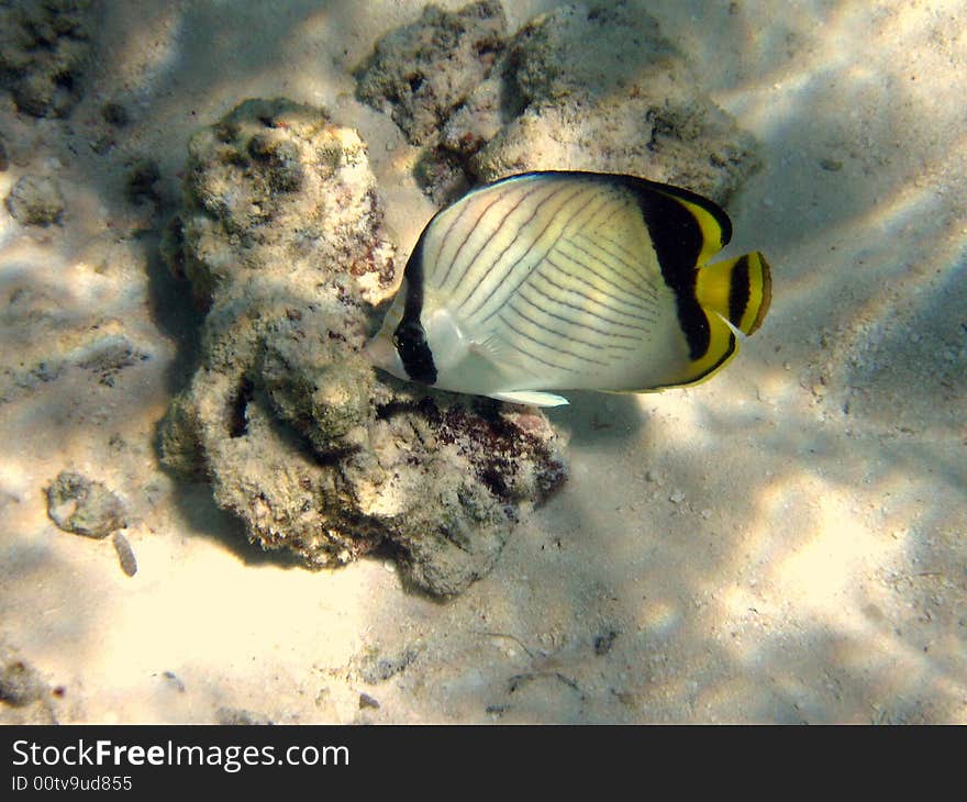 Blackback Butterflyfish