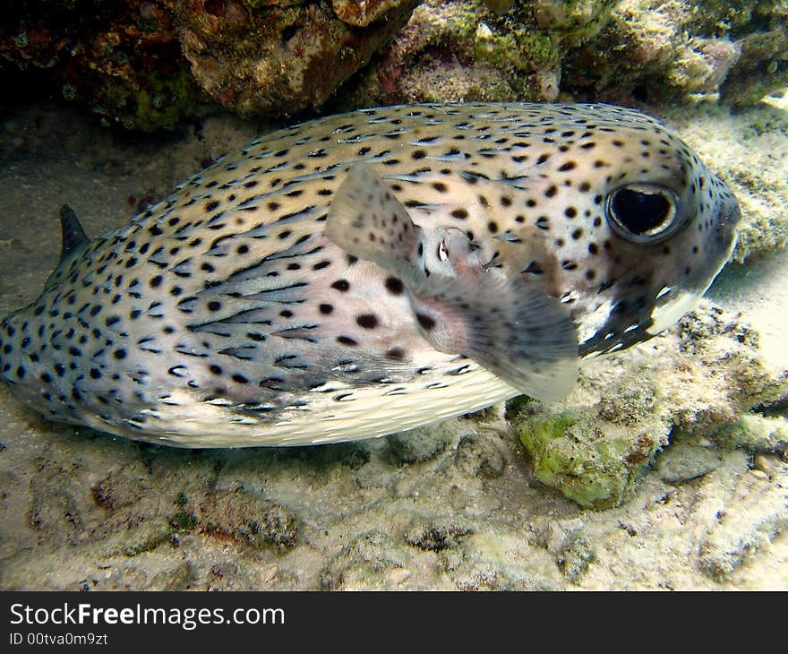 A common porcupinefish living in maldivian coral reef! italian name: Pesce Istrice scientific name: Diodon Hystrix english name: Common porcupinefish. A common porcupinefish living in maldivian coral reef! italian name: Pesce Istrice scientific name: Diodon Hystrix english name: Common porcupinefish