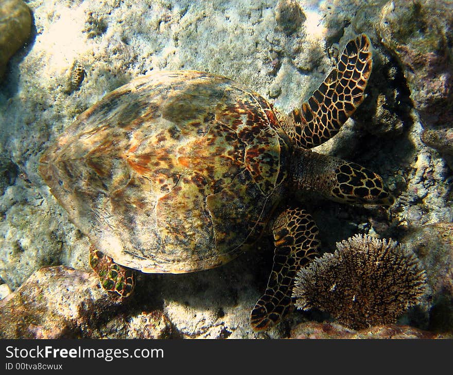 This brown Hawksbill Turtle is searching for something to eat in Maldivian ocean. italian name: Tartaruga Embricata scientific name: Eretmochelys Imbricata english name: Hawksbill Turtle