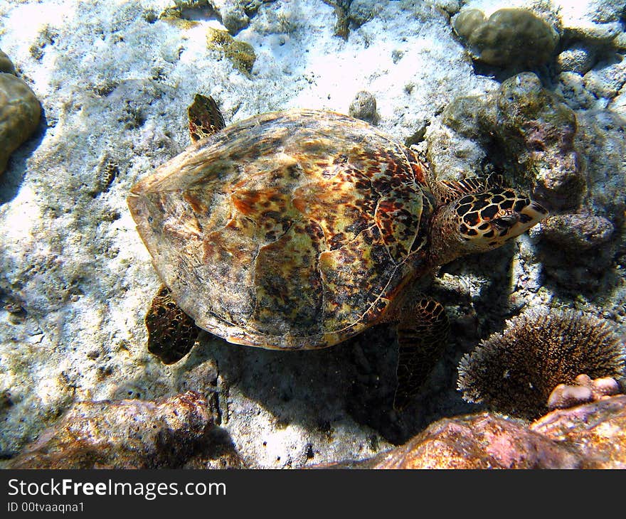 This Hawksbill Turtle is from Maldivian coral reef.
italian name: Tartaruga Embricata
scientific name: Eretmochelys Imbricata
english name: Hawksbill Turtle. This Hawksbill Turtle is from Maldivian coral reef.
italian name: Tartaruga Embricata
scientific name: Eretmochelys Imbricata
english name: Hawksbill Turtle