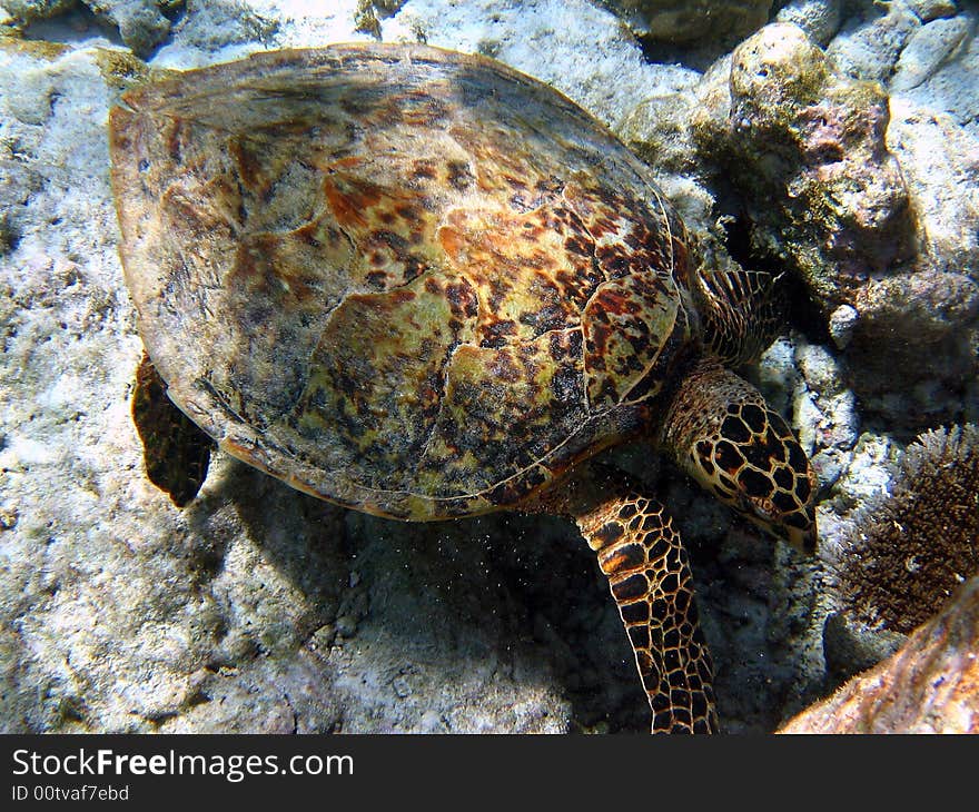 Big Hawksbill Turtle