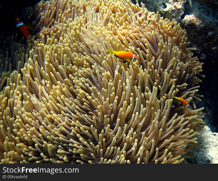 An orange fish in Maldivian ocean: a little Maldive Anemonefish
italian name: Pagliaccio Delle Maldive + Anemone
scientific name: Amphiprion Nigripes
english name: Maldive Anemonefish