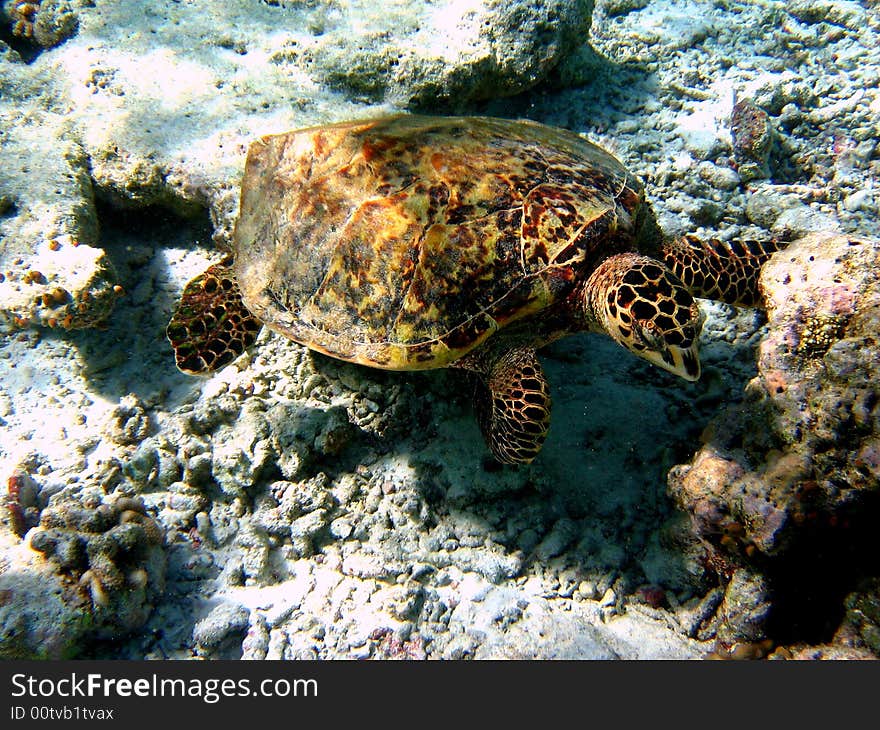 A big Hawksbill Turtle in Maldivian coral reef, near Fihalohi resort.
italian name: Tartaruga Embricata
scientific name: Eretmochelys Imbricata
english name: Hawksbill Turtle