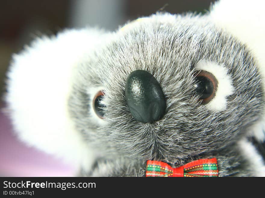 Koala