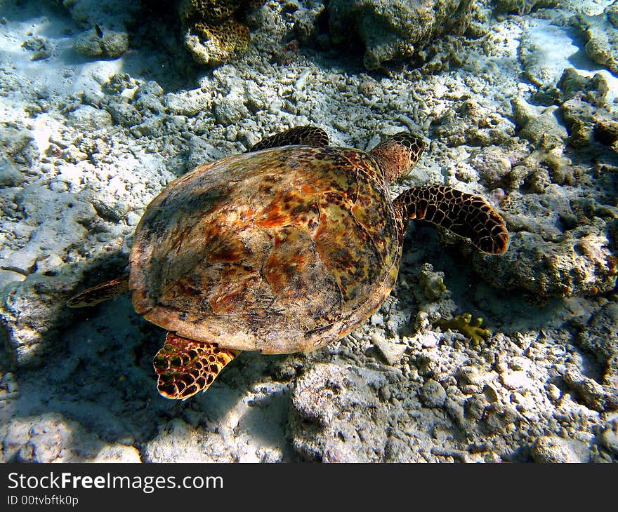 A big Hawksbill Turtle in Maldivian ocean.
italian name: Tartaruga Embricata
scientific name: Eretmochelys Imbricata
english name: Hawksbill Turtle