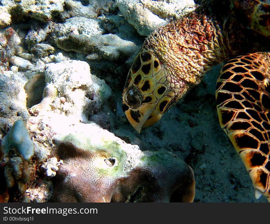 Here is a detail of a Hawksbill Turtle in Maldives while searching for food.
italian name: Tartaruga Embricata
scientific name: Eretmochelys Imbricata
english name: Hawksbill Turtle. Here is a detail of a Hawksbill Turtle in Maldives while searching for food.
italian name: Tartaruga Embricata
scientific name: Eretmochelys Imbricata
english name: Hawksbill Turtle