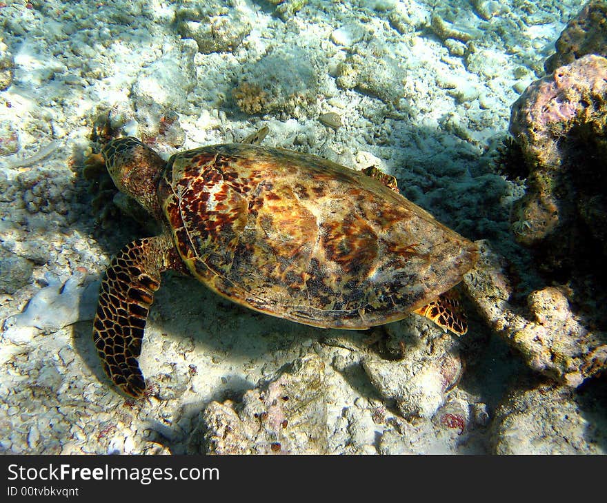 A big brown turtle in Maldivian coral reef, not so far from the beach. italian name: Tartaruga Embricata scientific name: Eretmochelys Imbricata english name: Hawksbill Turtle
