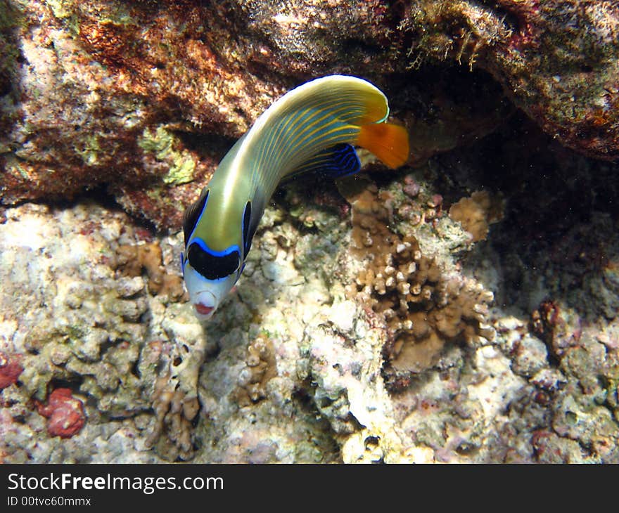 One of the most coloured fish in the coral reef: the emperor angelfish!
italian name: Pesce Angelo Imperatore
scientific name: Pomacanthus Imperator
english name: Emperor Angelfish. One of the most coloured fish in the coral reef: the emperor angelfish!
italian name: Pesce Angelo Imperatore
scientific name: Pomacanthus Imperator
english name: Emperor Angelfish