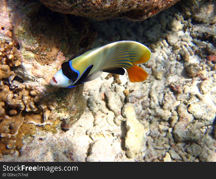 This timid emperor angelfish is looking me while taking this picture!
italian name: Pesce Angelo Imperatore
scientific name: Pomacanthus Imperator
english name: Emperor Angelfish. This timid emperor angelfish is looking me while taking this picture!
italian name: Pesce Angelo Imperatore
scientific name: Pomacanthus Imperator
english name: Emperor Angelfish