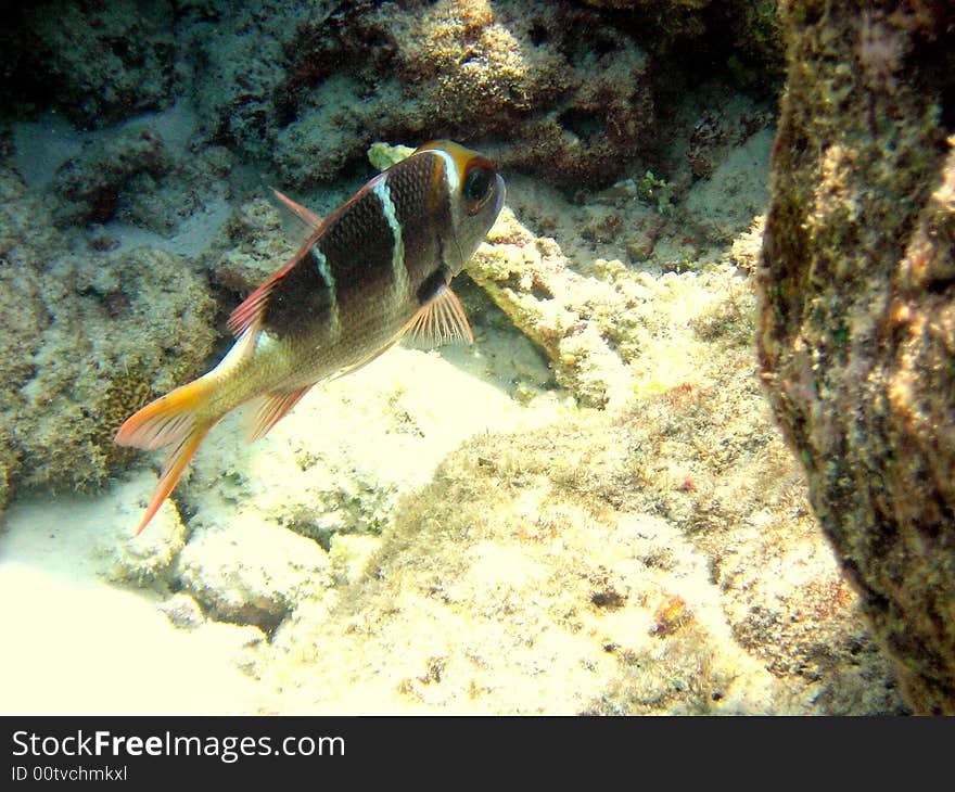 This is a maldivian fish from coral reef: the Humpnose Big-Eye Bream
italian name: Pesce Imperatore Occhio Grosso
scientific name: Monotaxis Grandoculis
english name: Humpnose Big-Eye Bream. This is a maldivian fish from coral reef: the Humpnose Big-Eye Bream
italian name: Pesce Imperatore Occhio Grosso
scientific name: Monotaxis Grandoculis
english name: Humpnose Big-Eye Bream