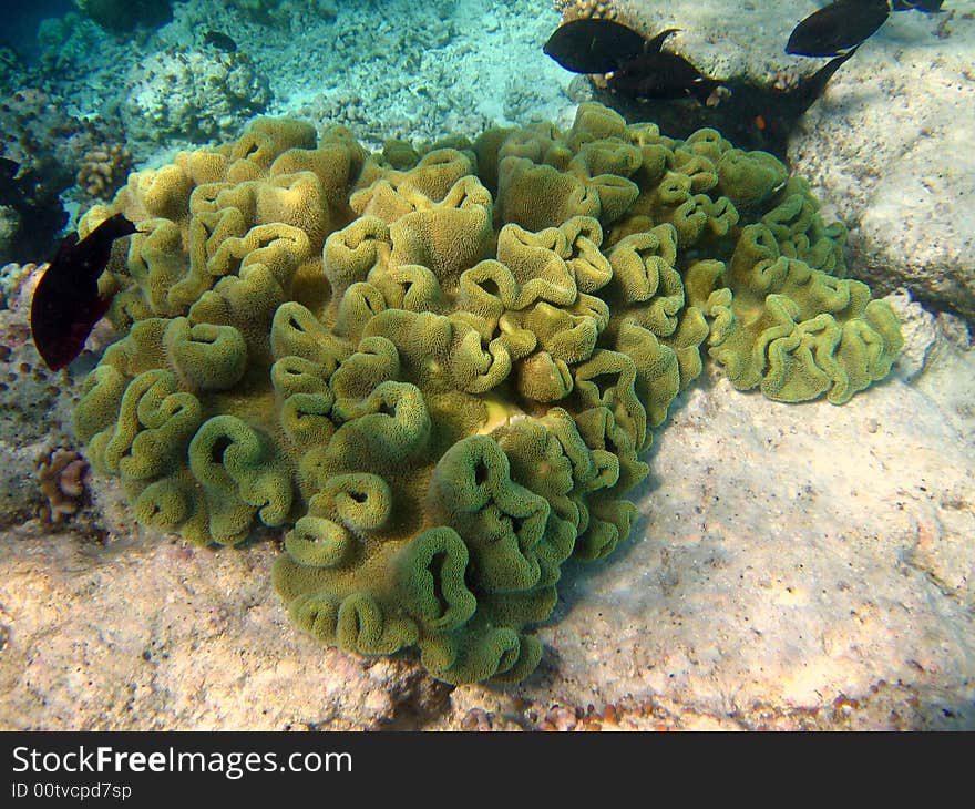 This is a full view of a maldivian coral leather living in the reef, with a school of dark black fishes. This is a full view of a maldivian coral leather living in the reef, with a school of dark black fishes