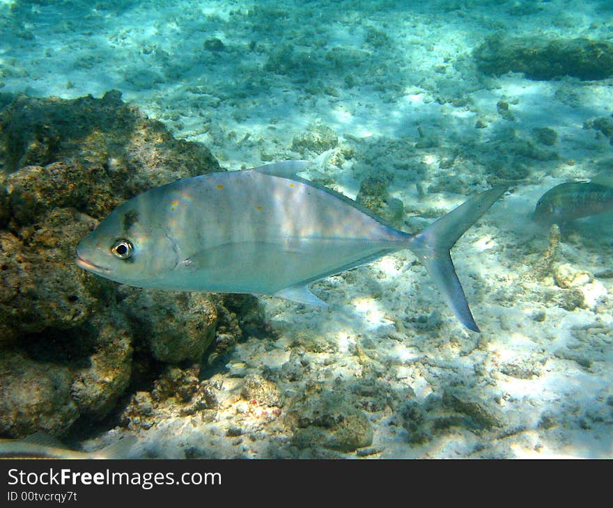 Blue Fish from maldives