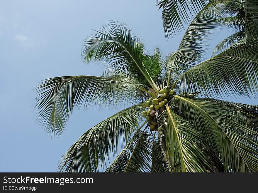 Coconut Palm.