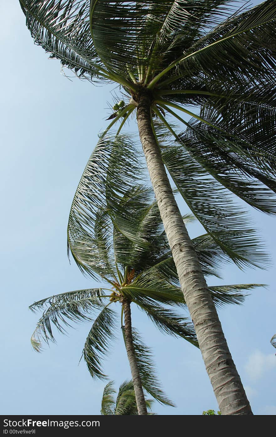 Tilted palm. Thailand. Samui island.