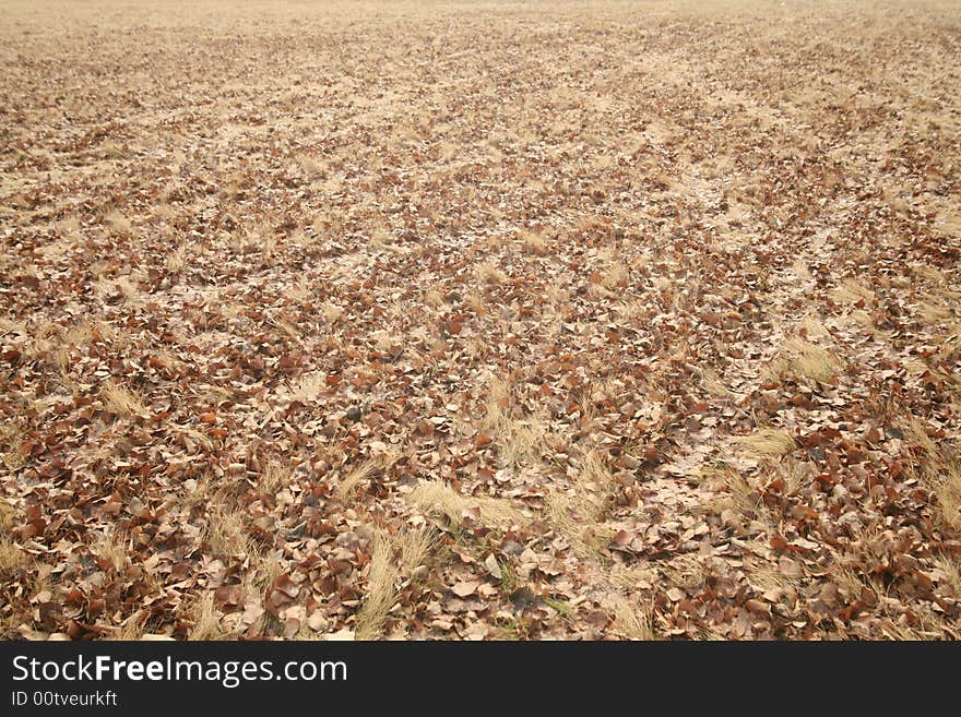 Background of warm brown fall leaves. Background of warm brown fall leaves