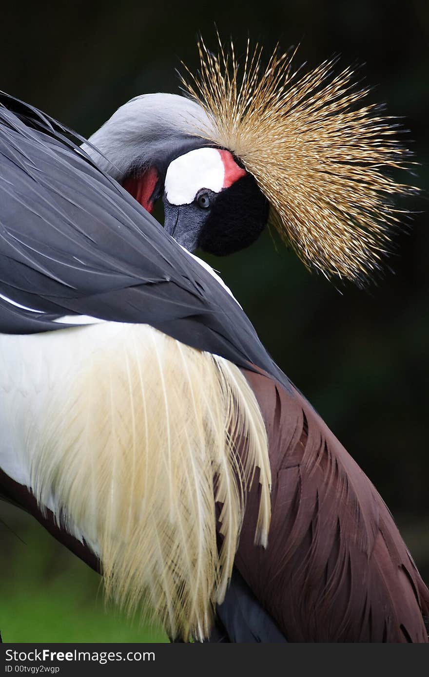 A crown crane in beijing zoo