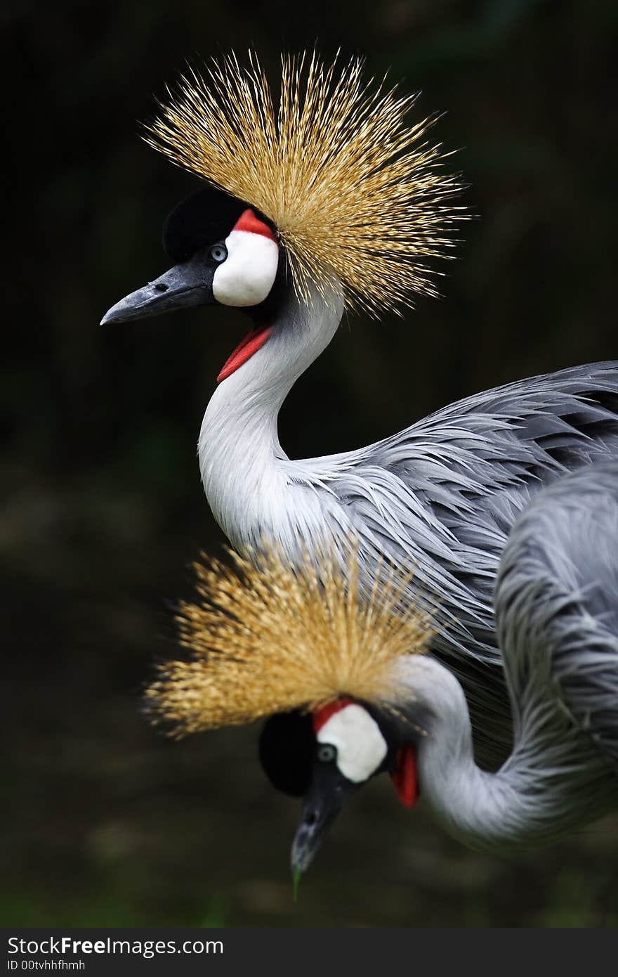 Crown crane in beijing zoo