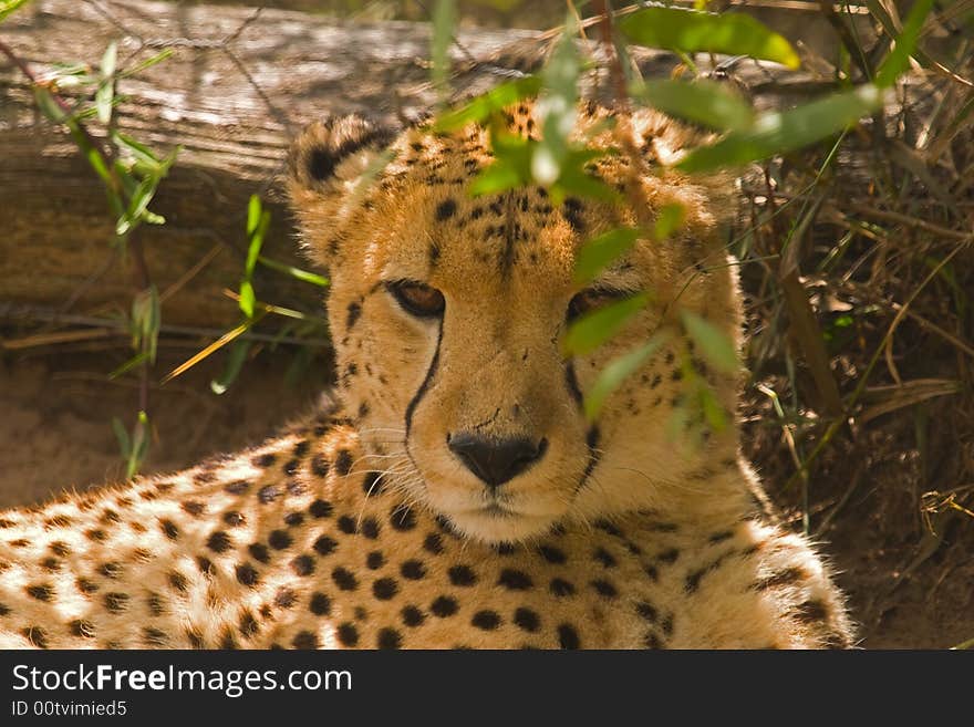 A Cheetah Lying In The Shade