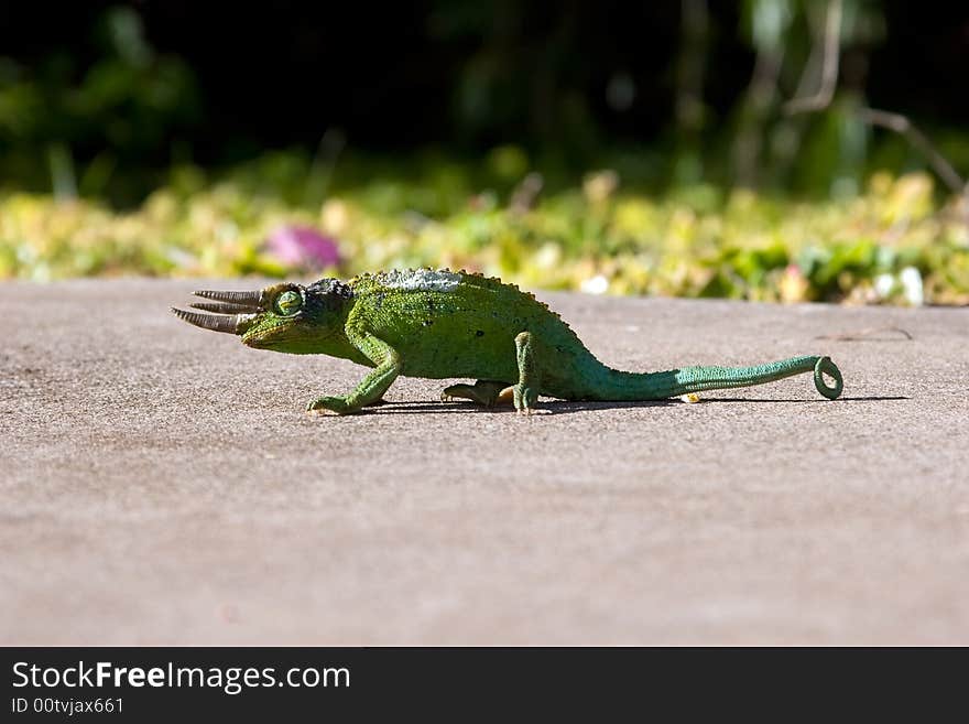 Jackson Chameleon sun bathing in the morning light on a concrete pavement