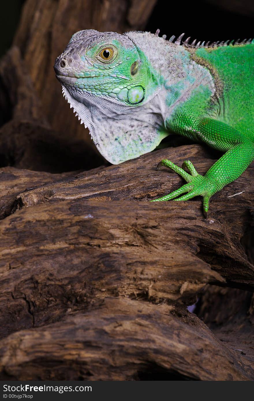 A iguana in my home