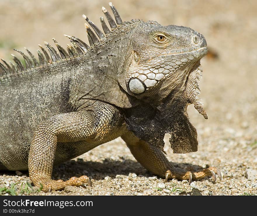 Mature Iguana