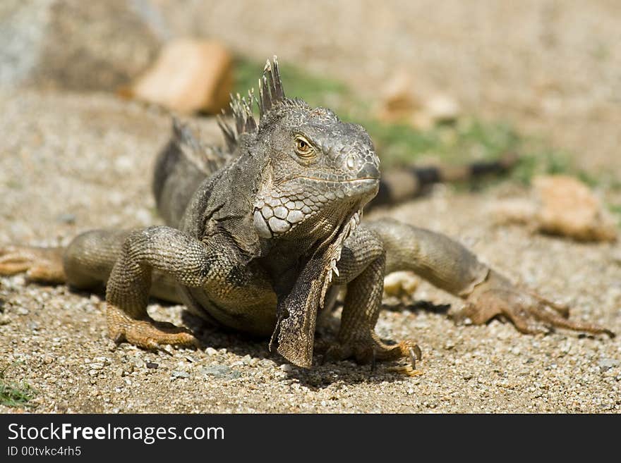 Mature Iguana