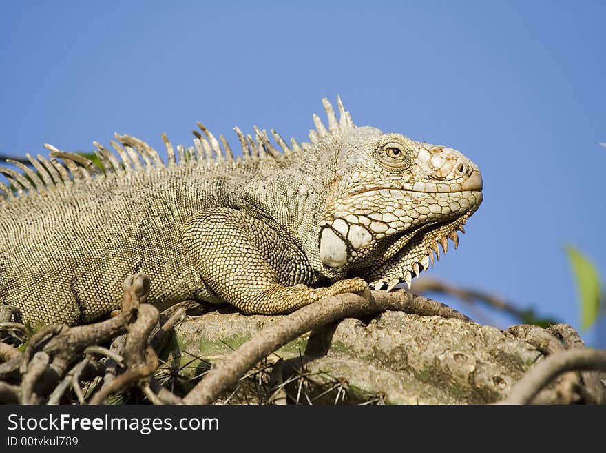 Mature Iguana basking in the sun