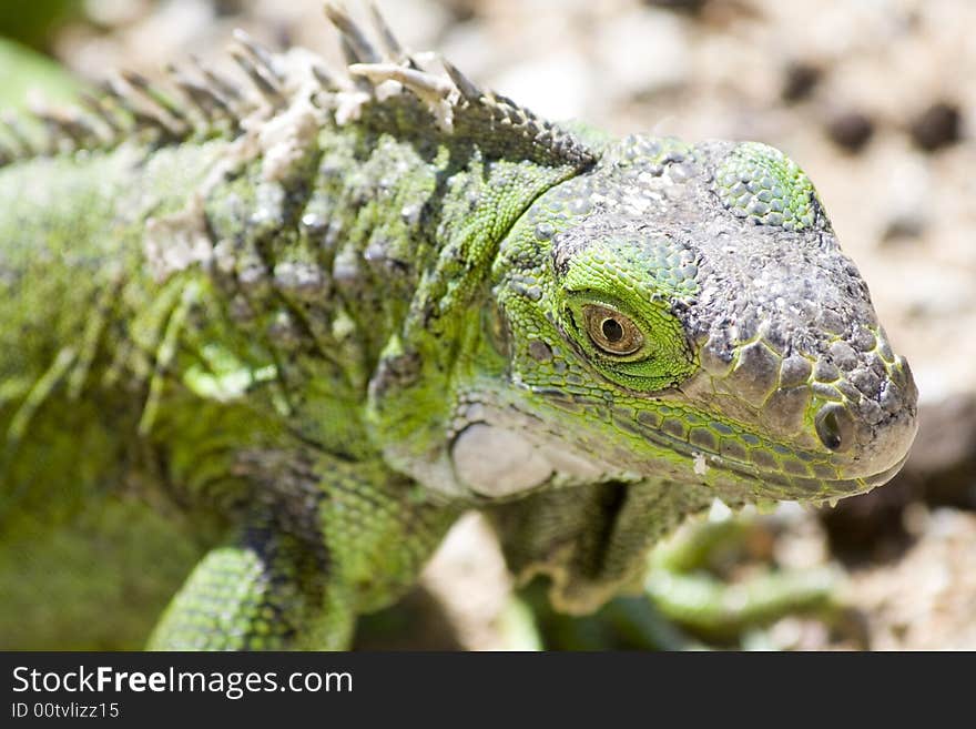 Young Iguana