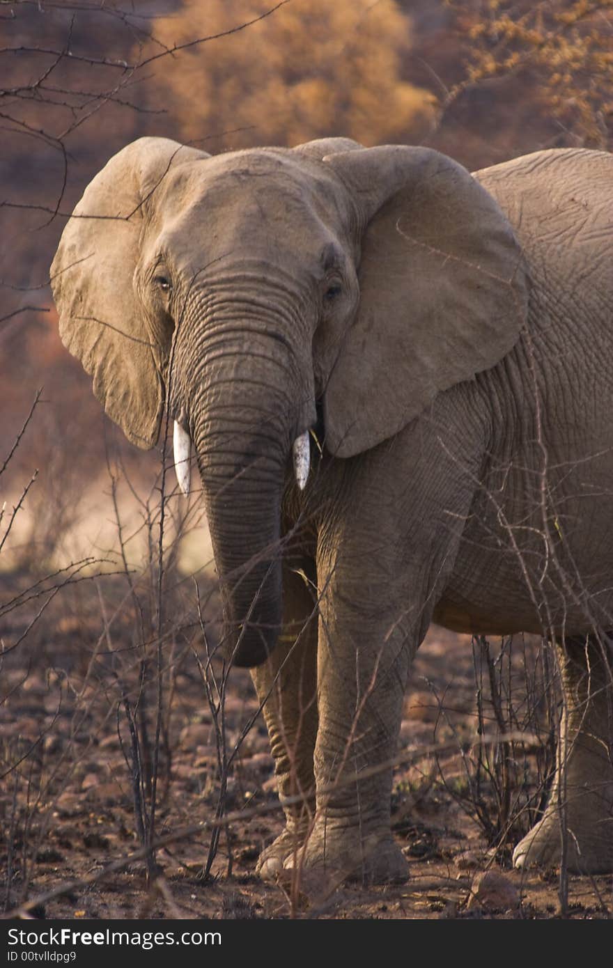 An elephant portrait