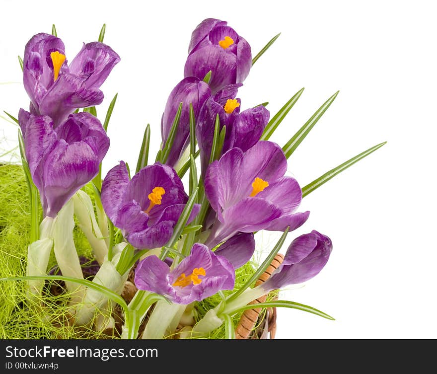 Violet Crocuses