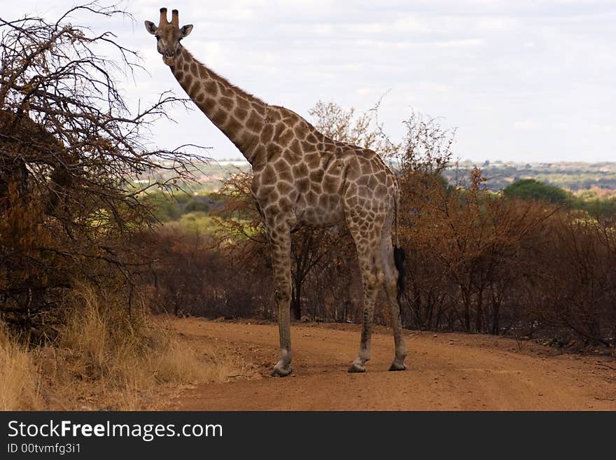 A giraffe standing on a dirt road in anature reserve. A giraffe standing on a dirt road in anature reserve