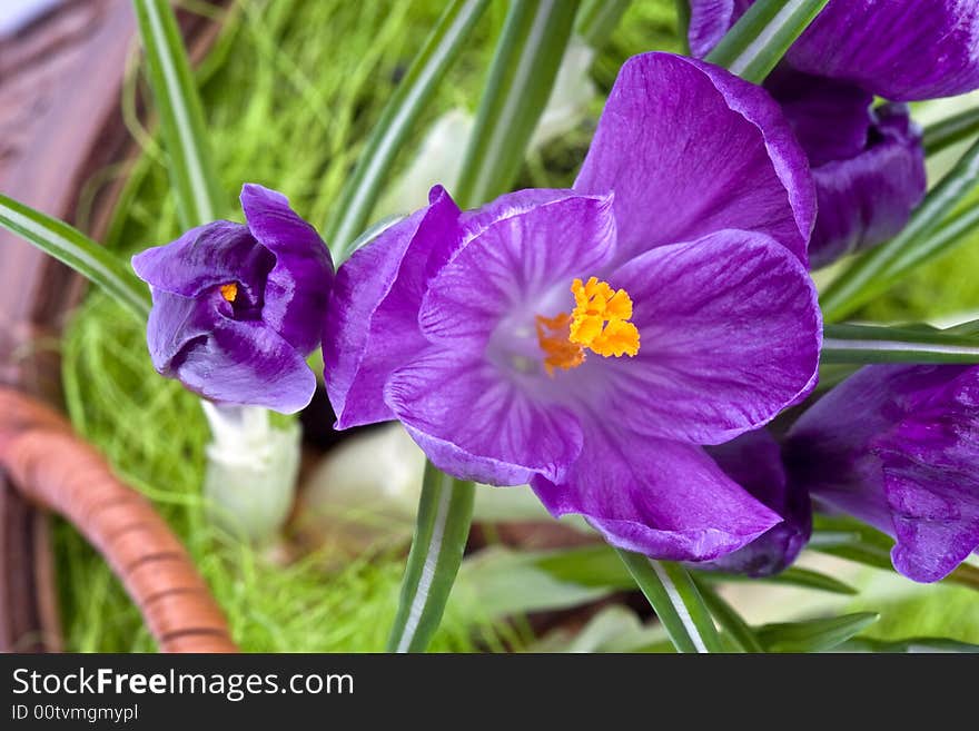 Violet Crocuses